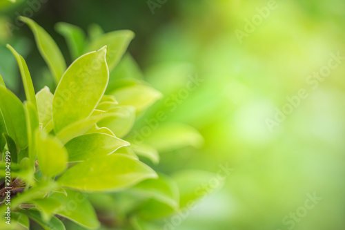 Blur the natural green background bright.  Abstract style