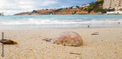 Dead jellyfish in sea foam. photo
