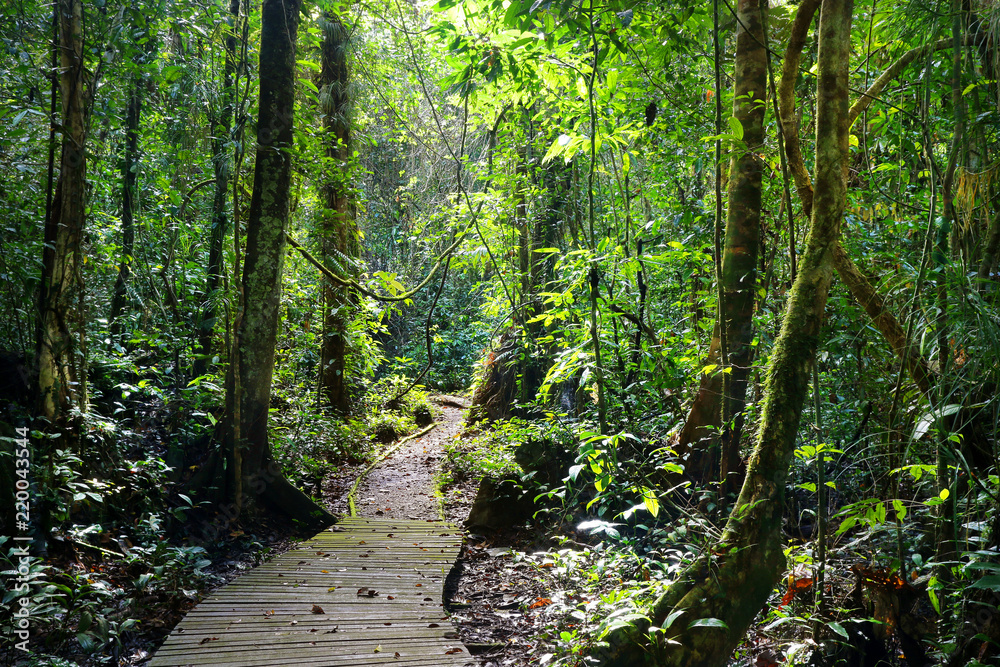 Obraz premium wooden path in the middle of the rainforest 