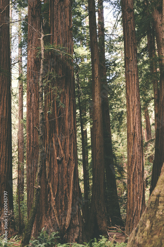 Tall Redwood trees stand in the Muir Woods forest © Aaron