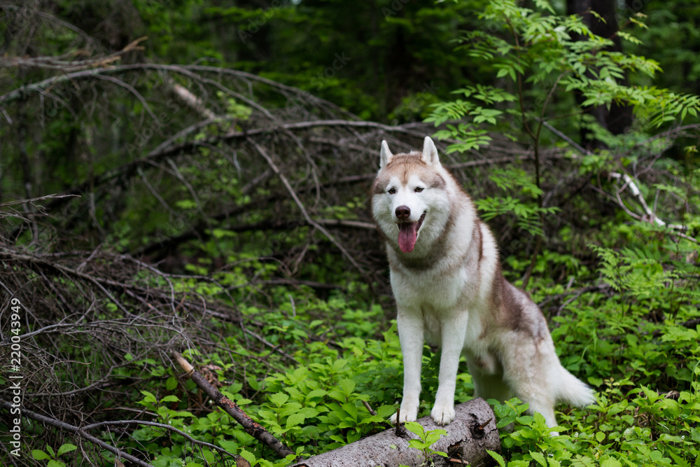 Portrait of gorgeous beige and white Siberian Husky dog standing in the forest on the tree on a rainy day Portrait of gorgeous beige and white Siberian Husky dog standing in the forest on the tree on a rainy day