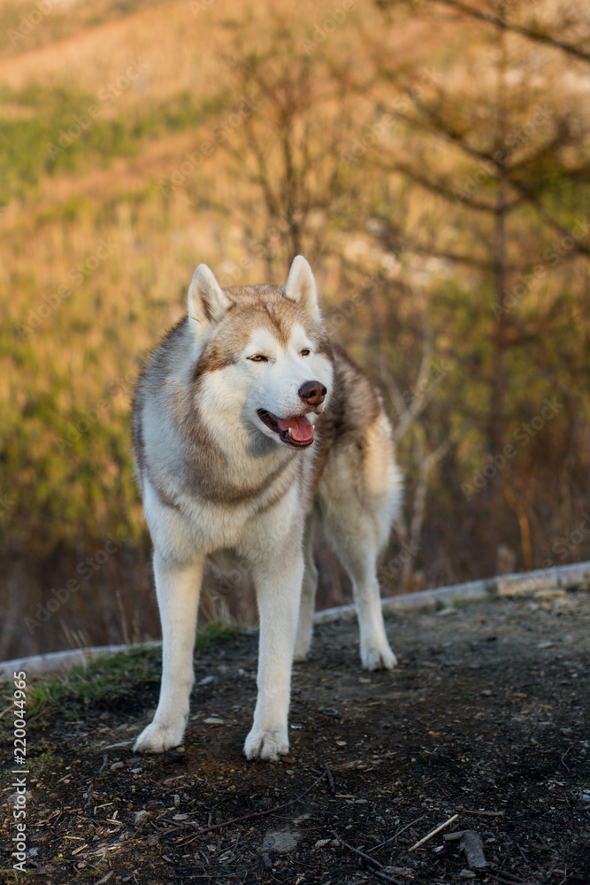 Portrait of gorgeous beige and white Siberian Husky dog standing on the hill on mountains background Portrait of gorgeous beige and white Siberian Husky dog standing on the hill on mountains background