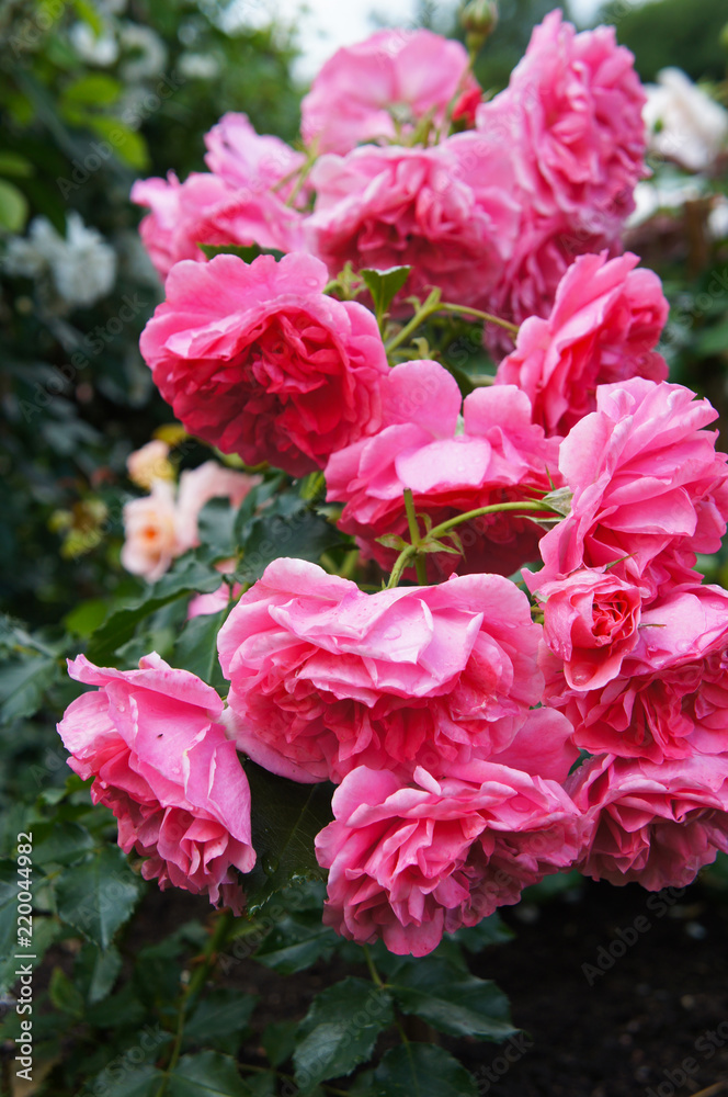 Climbing roses pink cloud flowers