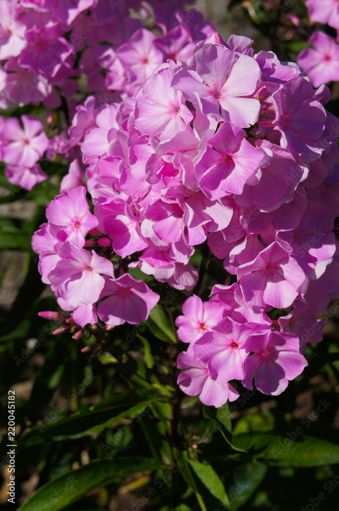 Phlox paniculata purple flowers vertcial