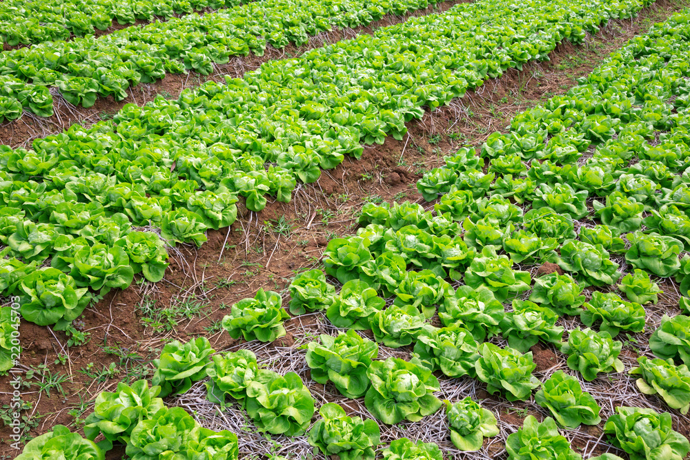 Field with rows of head lettuce, colorful mature ready for harvest.