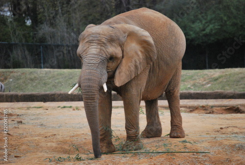 African Elephant