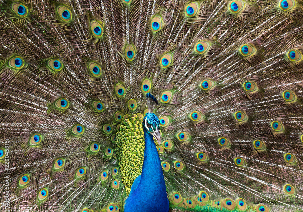 Obraz premium Peacock feathers beautifully distributed.