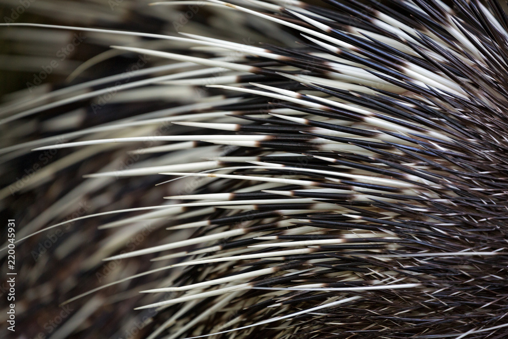 Pattern and detail of the feathers, porcupine. Pattern and detail of the feathers, porcupine.
