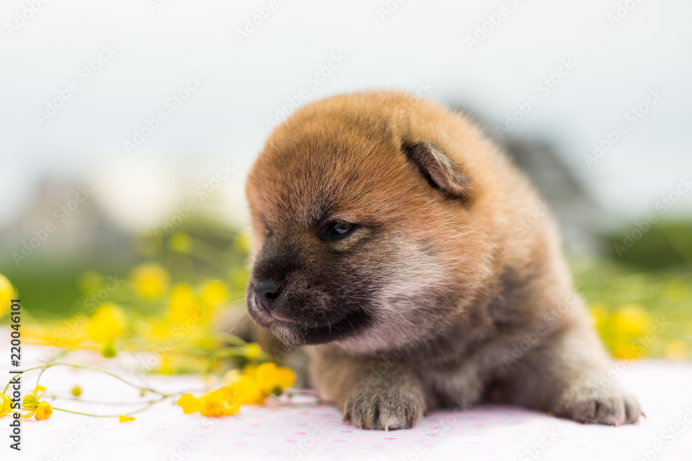 Portrait of cute two weeks old puppy breed shiba inu sitting on the table in the buttercup meadow