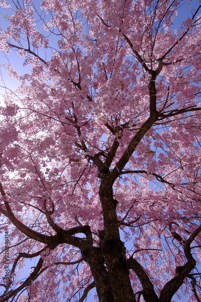 満開の桜と日差し3 満開の桜と日差し3