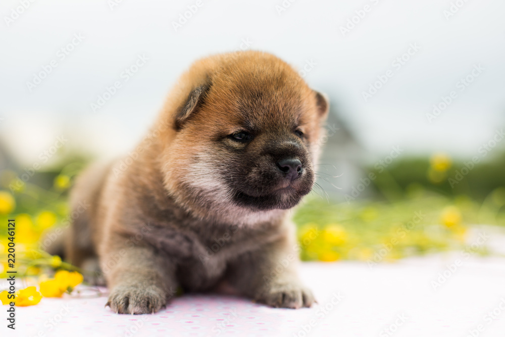 Portrait of cute two weeks old puppy breed shiba inu sitting on the table in the buttercup meadow Portrait of cute two weeks old puppy breed shiba inu sitting on the table in the buttercup meadow