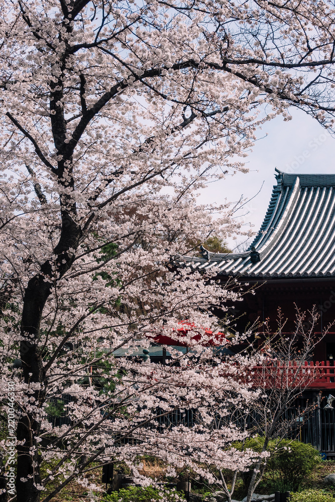 Fototapeta premium Cherry Blossom Season