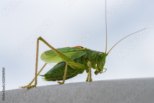 Great grasshopper mantis in the wild © Alena