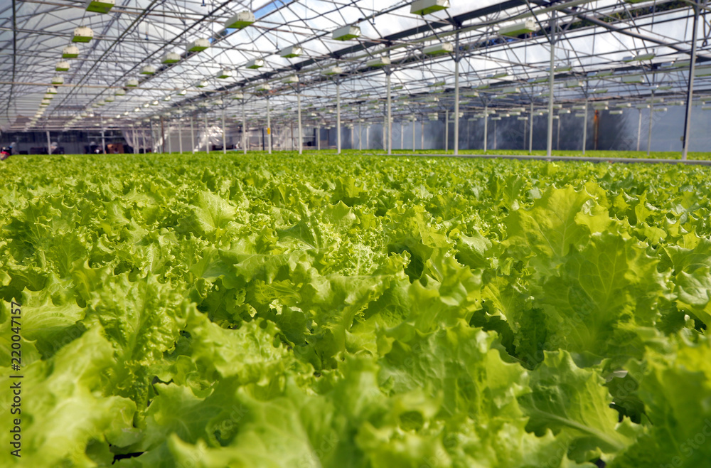 Lettuce growing in a greenhouse. Lettuce growing in a greenhouse.