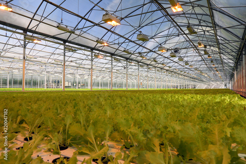 Lettuce growing in a greenhouse.