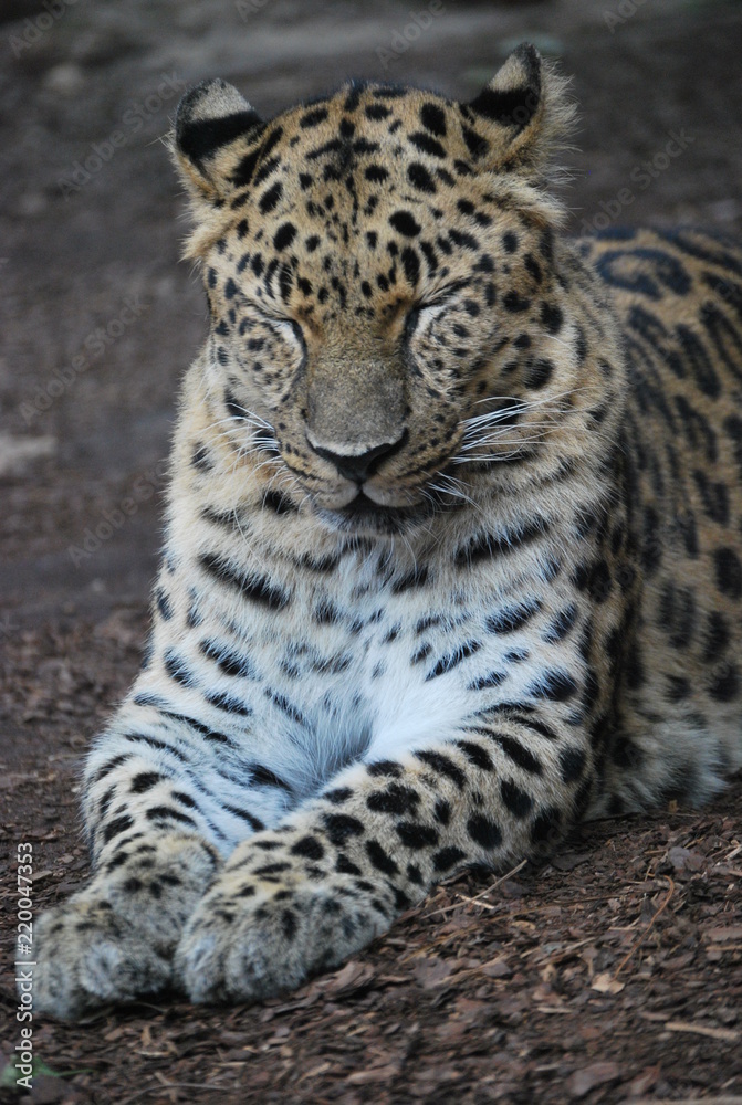 Fototapeta premium Close up of a Leopard Cat
