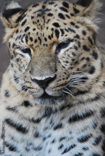 Close up of a Leopard Cat