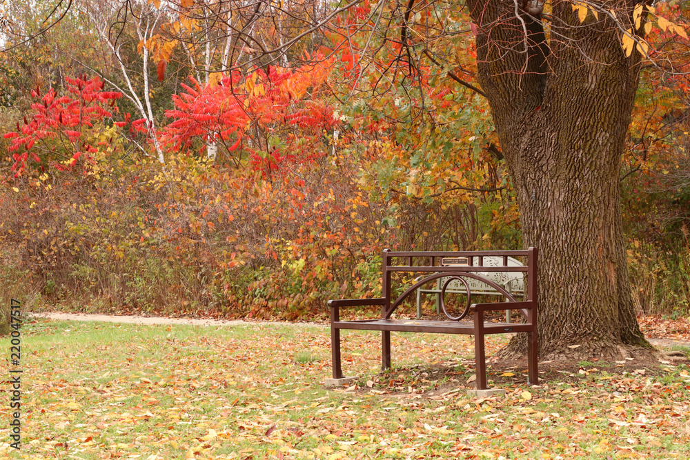 Beautiful autumn nature background. Autumn rural landscape with park view with beautiful bright colors trees, park bench and fallen leaves on a green grass. Madison, Wisconsin, Midwest USA. Beautiful autumn nature background. Autumn rural landscape with park view with beautiful bright colors trees, park bench and fallen leaves on a green grass. Madison, Wisconsin, Midwest USA.