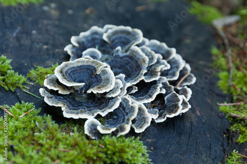 Beautiful autumn nature non edible blue mushroom on tree.