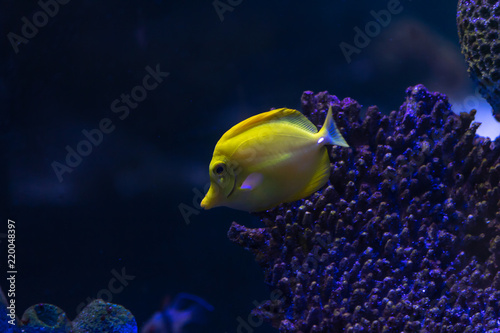 Yellow Tang (Zebrasoma flavescens) in aquarium tank. It is a saltwater fish species of the family Acanthuridae. It is one of the most popular aquarium fish. © victoria