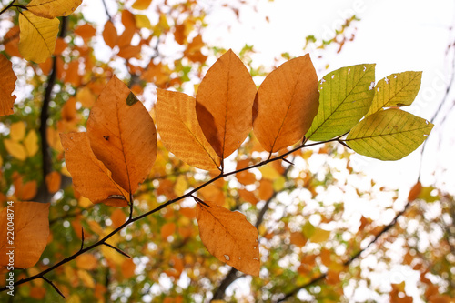 Beautiful tree branch with autumn leaves. Fall background.