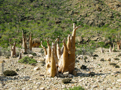 Grove of Adenium obesum aka bottle tree, endemic plant of Socotra, Yemen photo