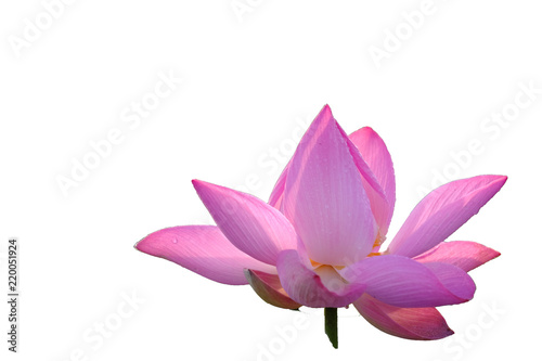 Fresh pink lotus petal flower isolated on white background. Close focus of beautiful pink lotus flowers isolated is blooming with copy space for text or advertising on white background 