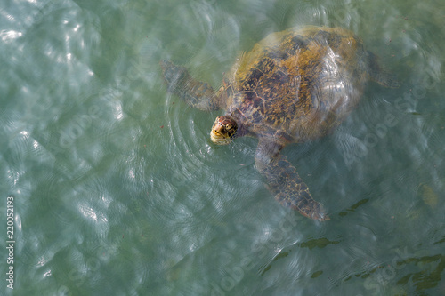 Sea turtle in the ocean