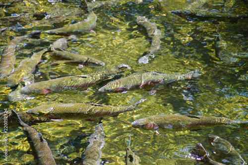 Rainbow trout in fish pens of the Hatchery at Bonneville Dam photo