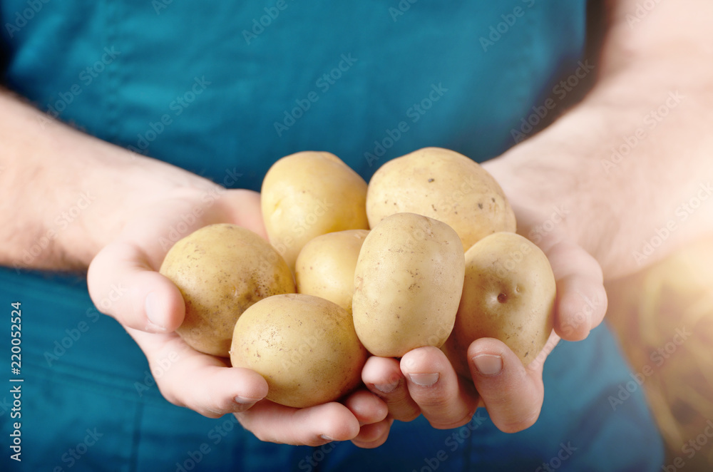 Farmer hold fresh organic potatoes in his hands. Vegetable harvest concept