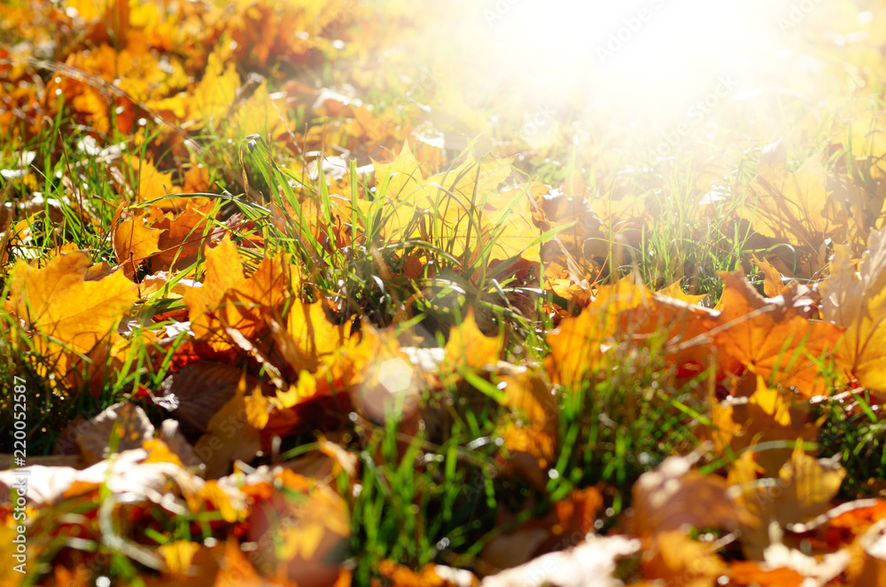 Dry maple fallen leaves on green grass against sun light