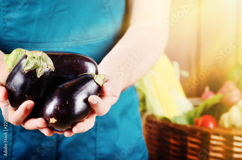 Farmer hold fresh organic eggplants in his hands. Vegetable harvest concept