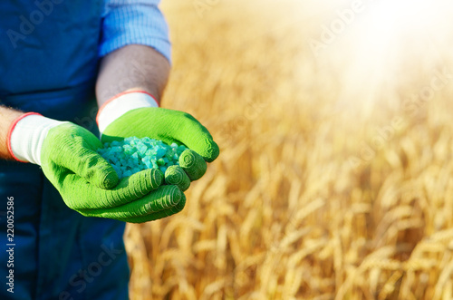 Farmer hold fertilizers in his hands with wheat field at background. Plants care and feeding concept
