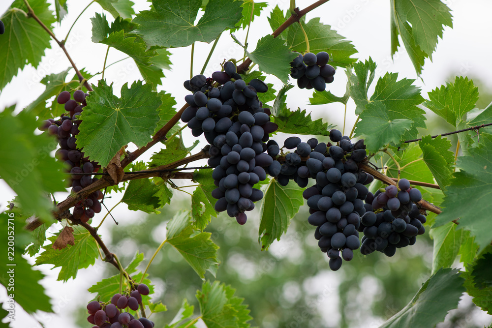 branch of grapes