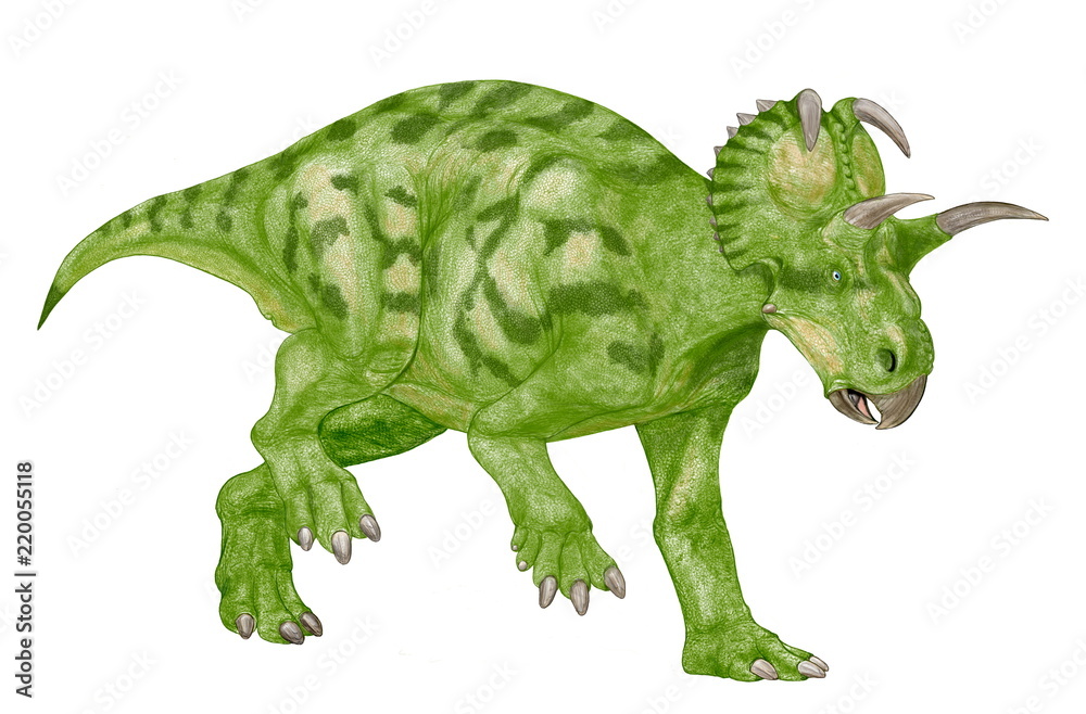 アルバータケラトプス。角竜類。ケラトプス科の恐竜としては近年の作品。カナダの専門家のアドバイスを受け角の長さ等にも反映させた。今後この恐竜を描くつもりはない。イラスト画像完成2007年。体色は自由に設定した。
