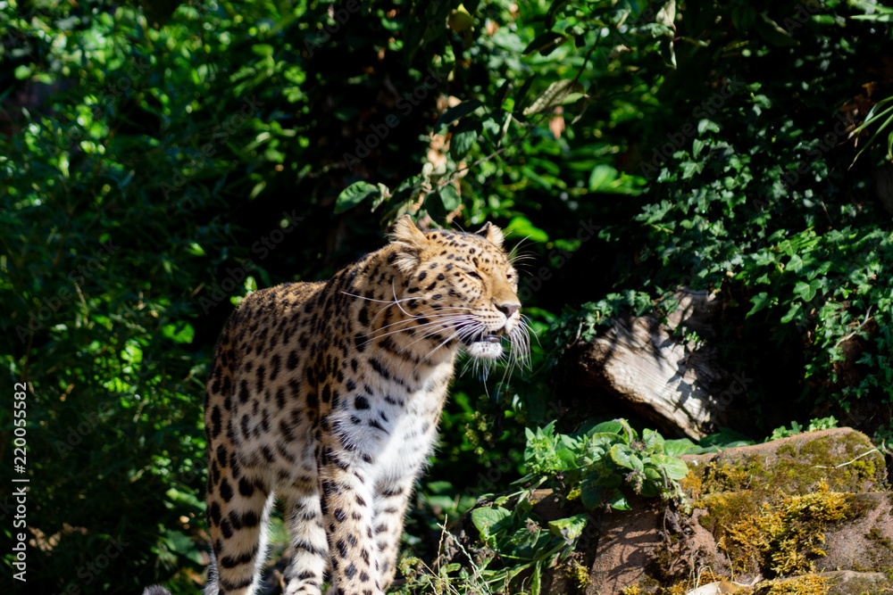 Obraz premium Leopard