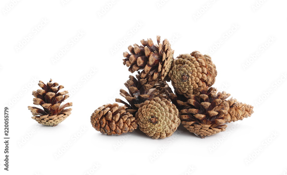 Pine cones isolated on white background Pine cones isolated on white background