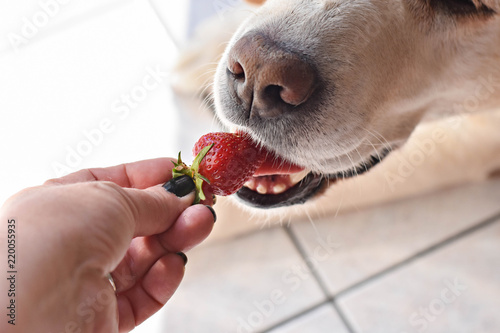 White Labrador retriever dog eating a strawberry fruit from owners hand/ Conceptual image of trust and friendship between dog and human
