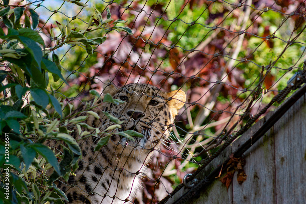 Obraz premium Leopard int he bushes