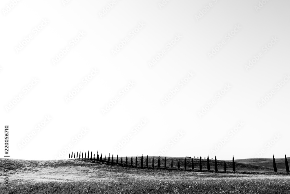 Typical Tuscany (Val d'Orcia) landscape, with long lines of cypresses trees over a curvy hill Typical Tuscany (Val d'Orcia) landscape, with long lines of cypresses trees over a curvy hill