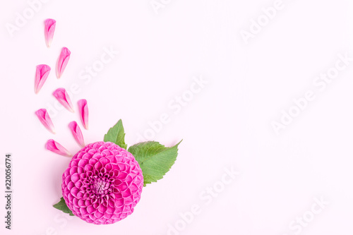 Fototapeta Naklejka Na Ścianę i Meble -  Dahlia ball-barbarry and petals with green leaves - top view on pink bright summer flower