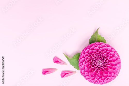 Fototapeta Naklejka Na Ścianę i Meble -  Dahlia ball-barbarry and petals with green leaves - top view on pink bright summer flower
