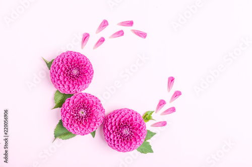 Dahlia ball-barbarry flowers and petals with green leaves and buds - top view on pink bright summer blooms. photo