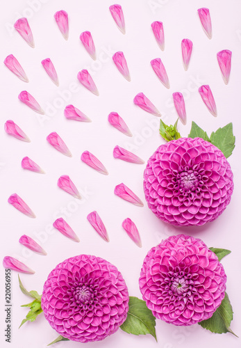 Fototapeta Naklejka Na Ścianę i Meble -  Dahlia ball-barbarry flowers and petals with green leaves and buds.