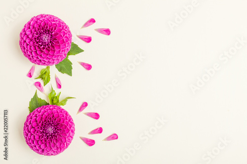 Fototapeta Naklejka Na Ścianę i Meble -  Dahlia ball-barbarry flowers with green leaves and buds.