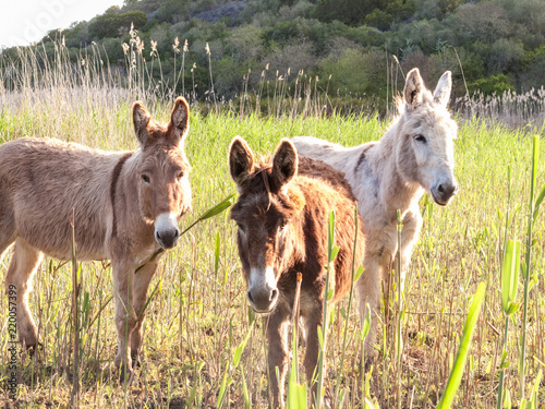 Fotografia Three donkeys in the reeds