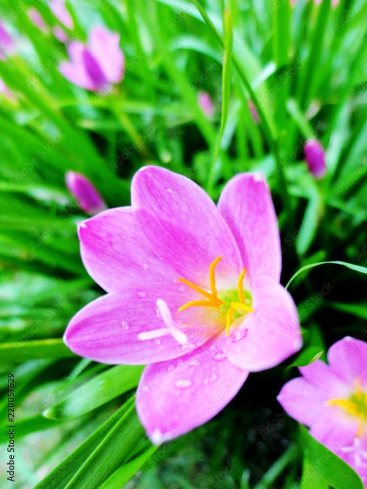 Flower Flower