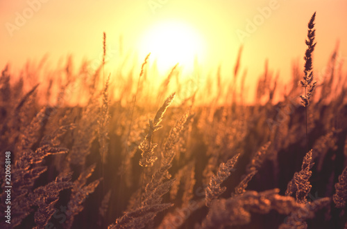 Spikelets of grasses illuminated by the warm golden light of setting sun