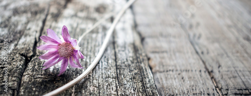 One lilac flower Xeranthemum on a gray wooden texture background close up. Wabi Sabi, Hygge style. Loneliness, simplicity, minimalism concept photo