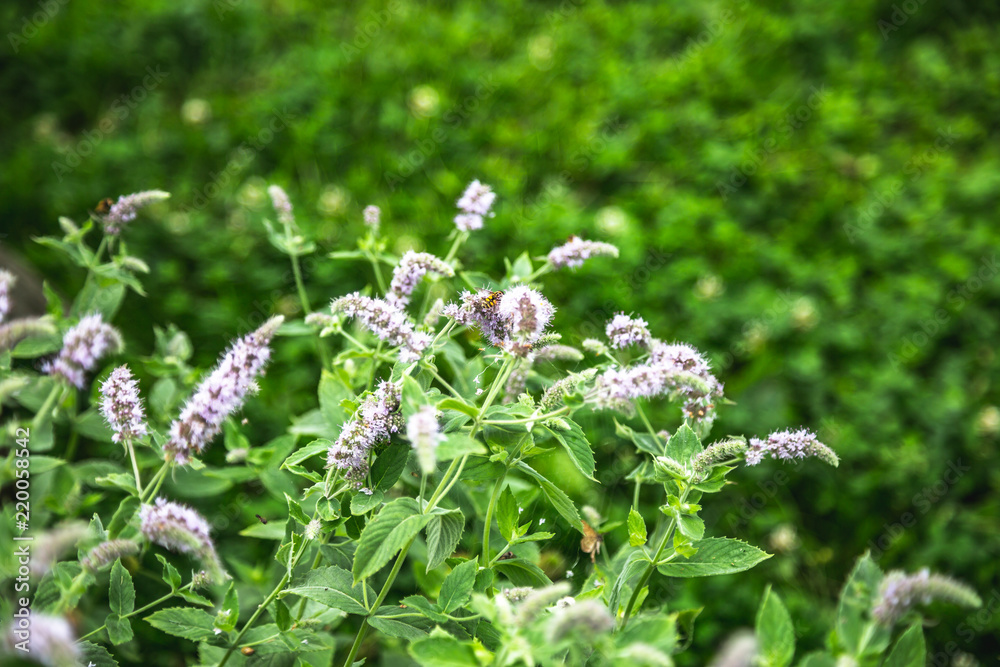 bed of blossoming mint with flying bees bed of blossoming mint with flying bees